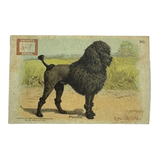 1902 Dwight's Soda Champion Dog Series Trade Card No 30 Poodle Champion